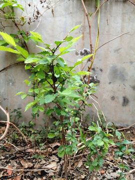 榆樹(shù)苗