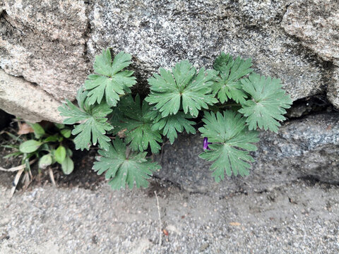 鵝掌草