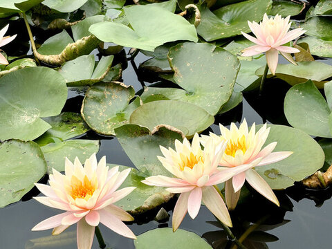 夏日蓮花蓮葉池塘