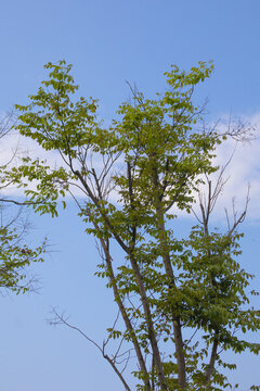 樹技