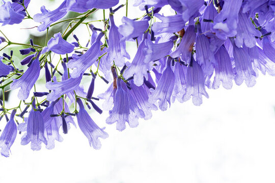 藍(lán)花楹