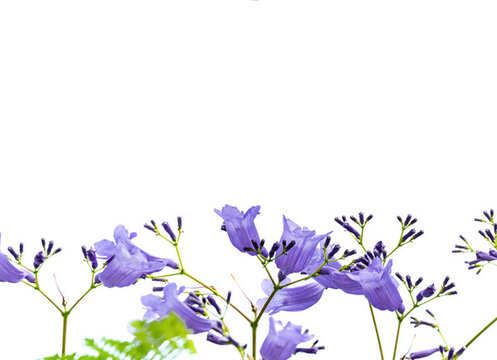 藍(lán)花楹