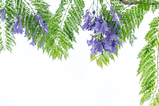 藍花楹