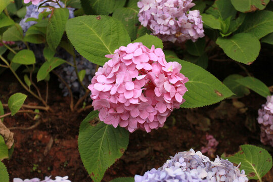 繡球花