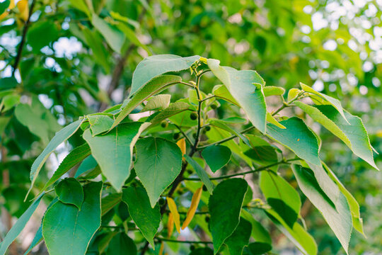 構(gòu)樹(shù)