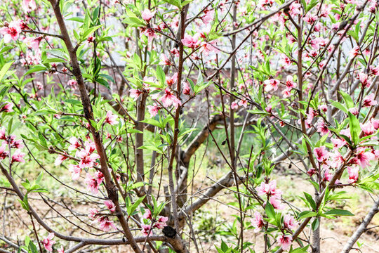 桃花