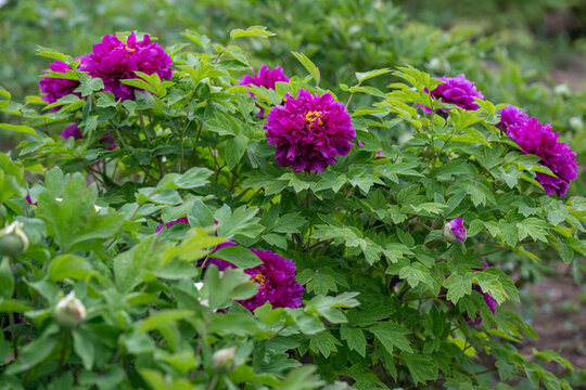 牡丹花開(kāi)富貴