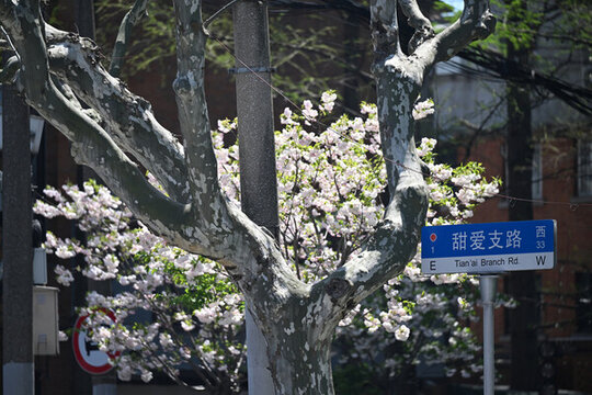 上海虹口区甜爱路春天樱花街景