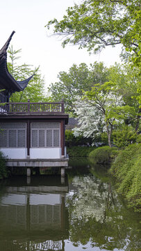 流蘇花