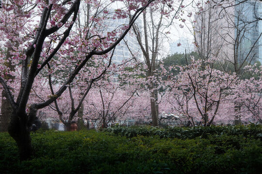 靜安雕塑公園櫻花園