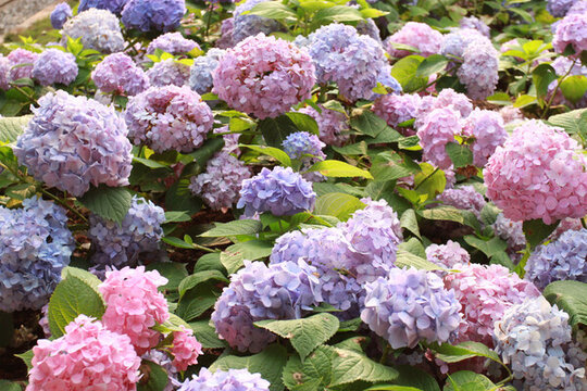 繡球花