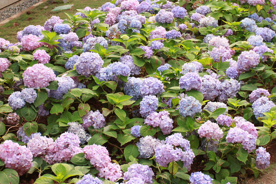 繡球花