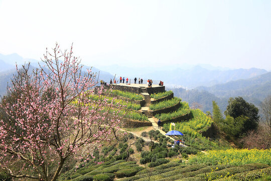 油菜花觀(guān)景臺(tái)