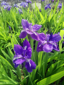 鳶尾花