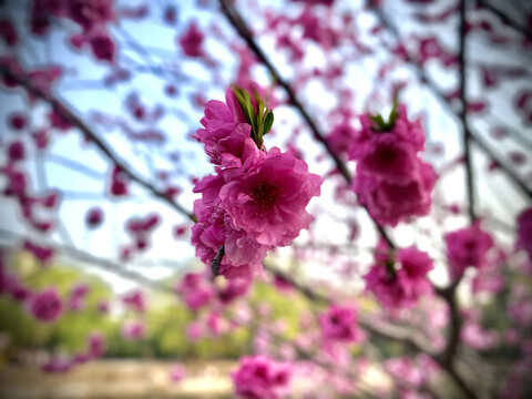 桃花繡球