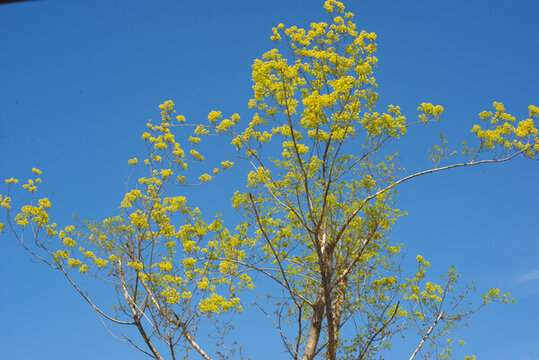 春天發(fā)芽的樹