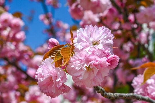 粉红色日本东京樱花在春天里盛开
