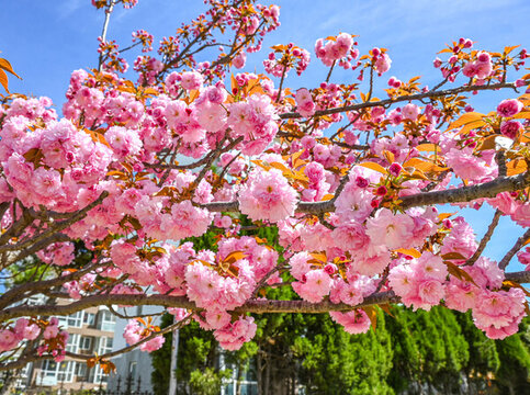 粉红色日本东京樱花在春日里盛开