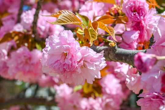 粉红色日本东京樱花在春日里盛开