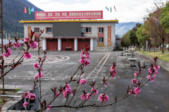 易貢茶場桃花