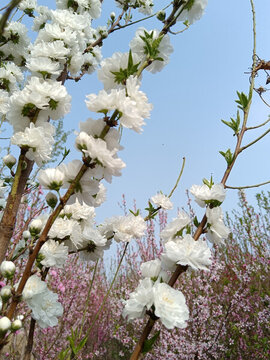 白色碧桃花