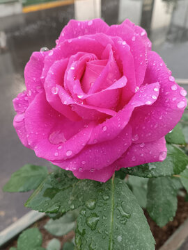 雨后的玫红月季花