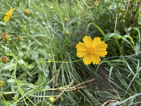 金雞菊