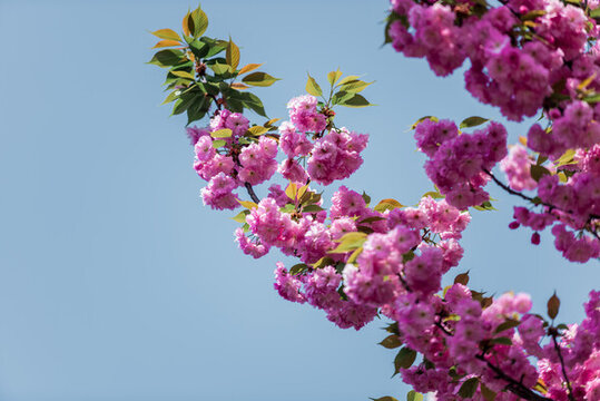 櫻花
