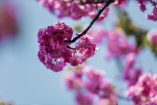 櫻花