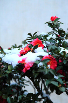 雪中茶花