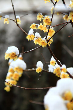 雪壓梅花