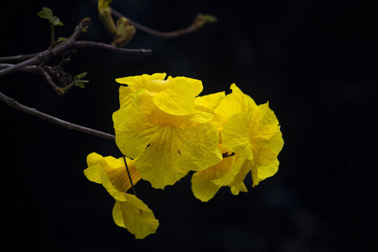 黃花風(fēng)鈴木