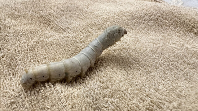 抬頭的蠶