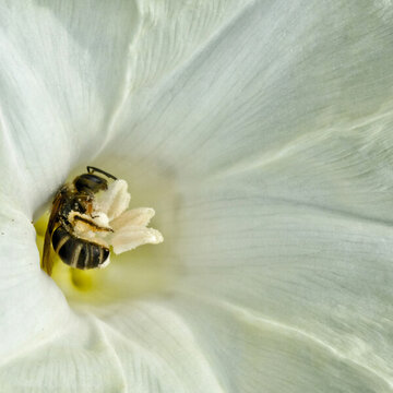 蜜蜂