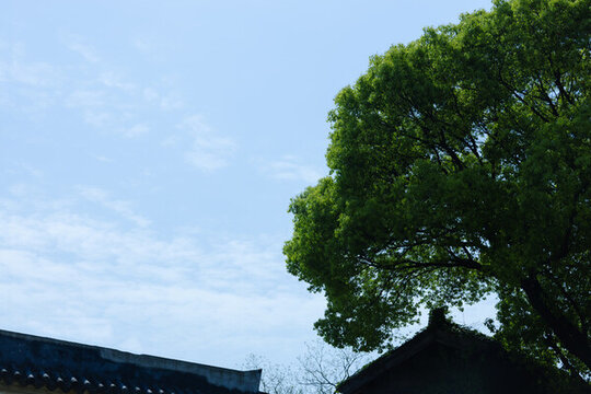 藍(lán)天白云樹木