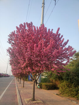 海棠樹(shù)