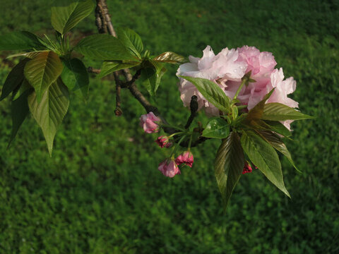櫻花