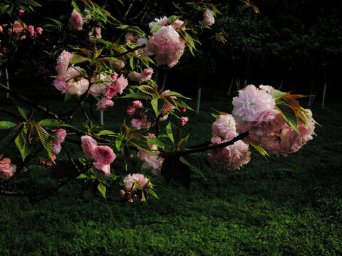 櫻花