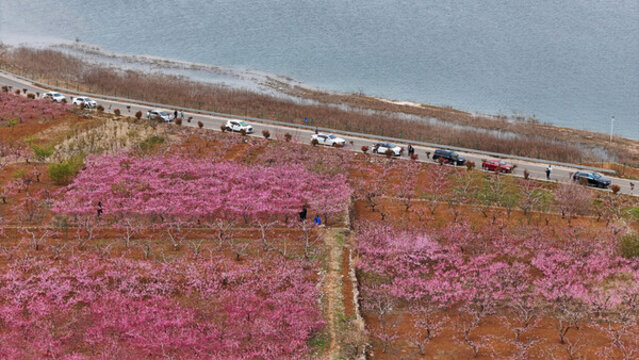 航拍莊里水庫(kù)桃花