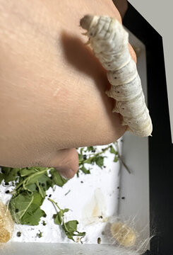 熟蠶