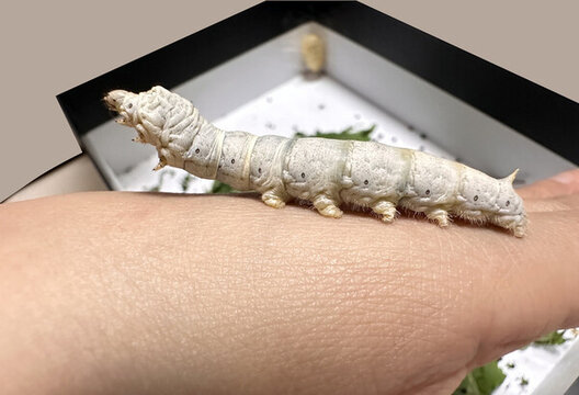 爬行的蠶