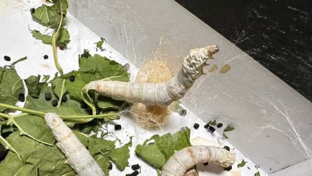 抬頭的蠶