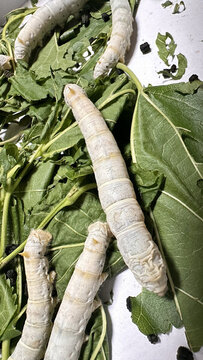 養(yǎng)蠶