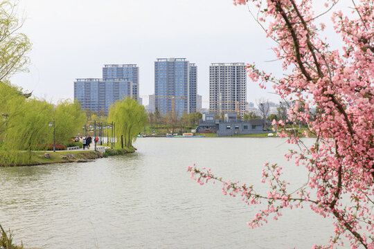 春天的鹽城中華海棠園