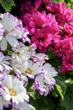 盛開(kāi)的瓜葉菊
