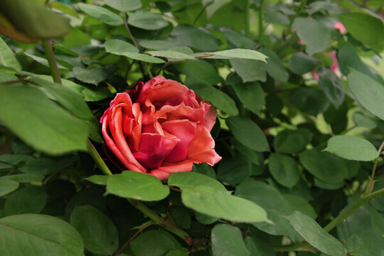 月季花