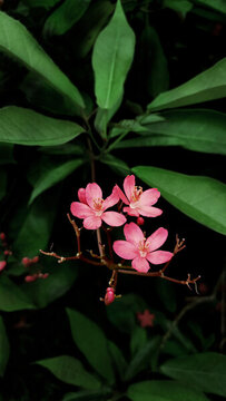 琴葉珊瑚花