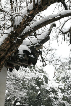 雪壓枝頭