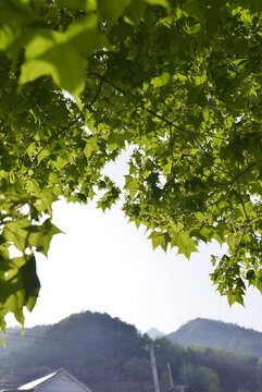 楓樹(shù)花