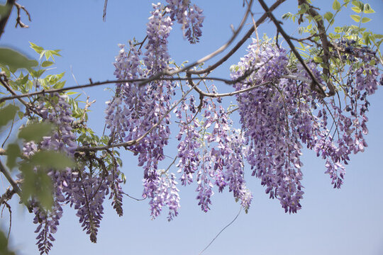 紫藤蘿花枝